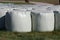 Rows of large hay bales wrapped in white nylon protection for preservation and storage left at local field on uncut grass