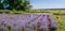 Rows of lavender bushes in a garden, panoramic view