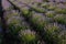 Rows of lavender bushes. Lavender field in the village