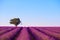 Rows of lavender bushes with lonely tree and air balloon at Valensole France