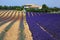 Rows of Lavender flowers, field on plateau of Valensole.