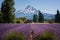 Rows of Lavender leading towards Mount Hood in Oregon