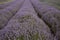Rows of lavender Snowshill Cotswold UK