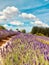 rows of lavenders growing in the lavender field in spring