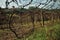 Rows of leafless trunks and vine branches