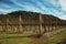 Rows of leafless vine trunks and branches