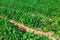 Rows of leafy green pepper bushes on vegetable field