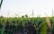 Rows of leek onions in a farm field. Fresh green top leaves. Agroindustry. Farming, agriculture landscape. Growing vegetables