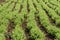 Rows of lentil plants