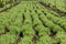 Rows of lentil plants