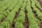 Rows of lentil plants