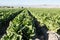 Rows of Lettuce on Farm in Southern California