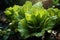 Rows of lettuce growing in vegetable garden