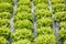 Rows of lettuce with plastic mulch as protection