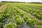 Rows of lettuce with plastic mulch as protection