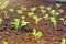 Rows of little lettuce plants on a field.