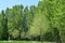 Rows of Lombardy-poplar and Silver Birch Trees, Norfolk, England, UK