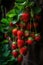 Rows of Luscious Red Strawberries Hanging on Courtyard Wall for Fresh Summer Recipes.