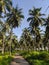 Rows of lush coconut trees