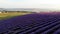Rows of luxurious fragrant lavender flowers on the slope. Morning haze on the horizon covers the sky, fields and hills.
