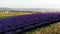 Rows of luxurious scented lavender flowers on the slope. Morning haze on the horizon covers the sky, fields and hills.