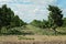 Rows Of Mango Trees On A Plantation