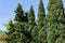 Rows of Mediterranean cypress Cupressus sempervirens or Italian cypress, pencil pine against blue sky