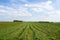 Rows of mowed green grass. Summer landscape