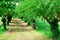 Rows of mulberry trees with wheat fields near Vicenza in Veneto (Italy)