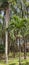 Rows of neatly arranged palm trees