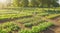 Rows of neatly planted vegetables in a village garden bathed in soft sunlight.