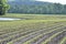 Rows of newly  emerging corn crop on a farm in the Midwest USA