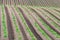 Rows of newly emerging potatoes