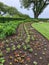 Rows of newly planted flowers in flower garden