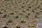 Rows of newly planted flowers in a garden