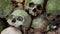 Rows of old mossy green human skulls with coins spread around, Trunyan Cemetery