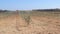 Rows of olive tree seedlings on farmland. Young, fast-growing plant varieties.