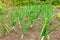 Rows of onion plants