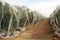 Rows of Orange Trees under Netting