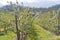 Rows of orchard trees in bloom with mountains in background