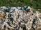 Rows of organic cabbage on sheep wool mulch for a sustainable, biodegradable weed elimination product.