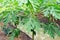 Rows of the papaya garden