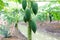 Rows of the papaya garden