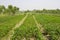 Rows of peanut plants