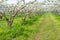 Rows of pear trees in blossom.