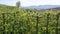 Rows of Pear Trees on Farm