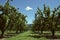 Rows of pear trees in an orchard