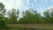 Rows of Pecan trees on a pecan tree grove orchard in rural South Georgia