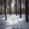 Rows of pine forest trees in the snow. Nowy forest.