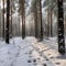 Rows of pine forest trees in the snow. Nowy forest.